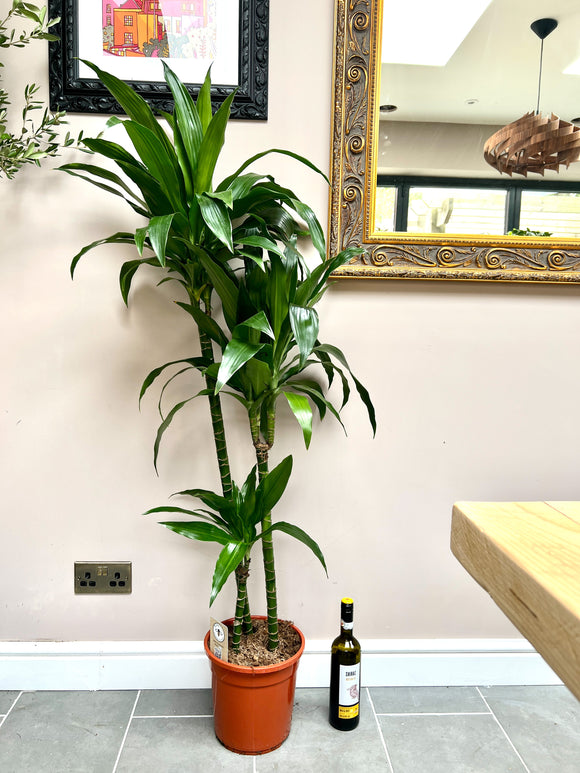 150cm Dracaena Janet Craig