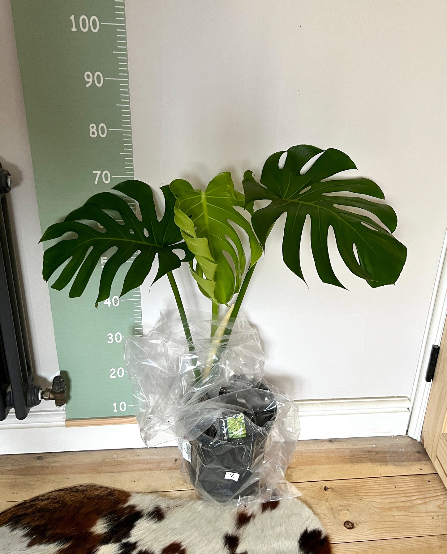 75cm Large Form Monstera Deliciosa