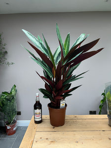 Giant 100cm Stromanthe triostar