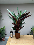 Giant 100cm Stromanthe triostar
