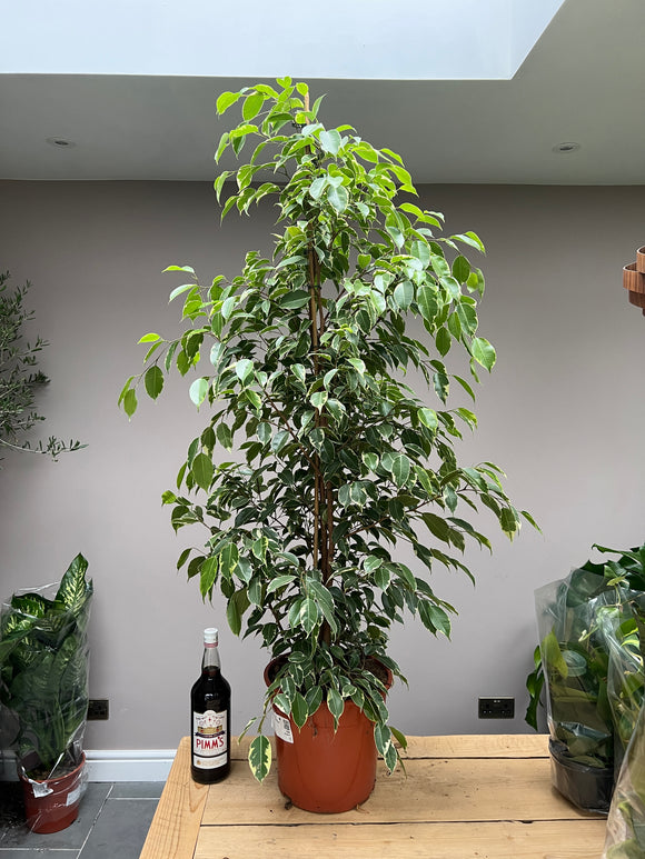 140cm Ficus Golden King