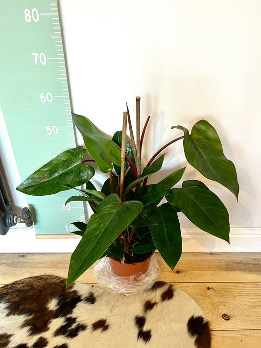 60cm Philodendron Red