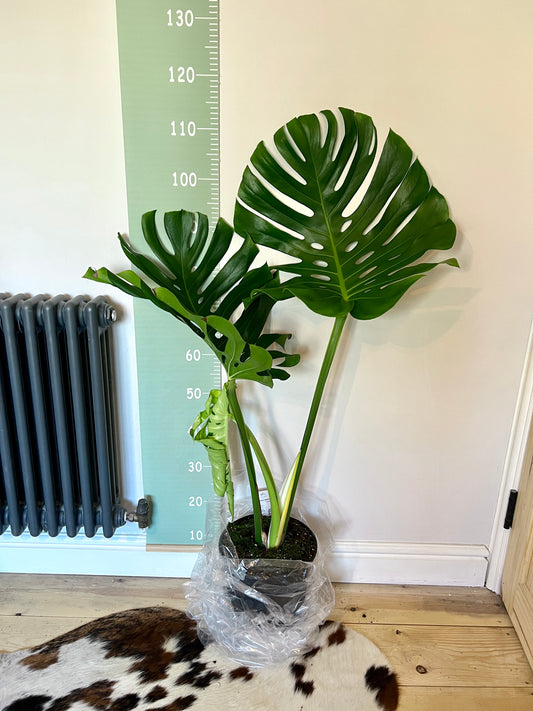 110cm Large Form Swiss Cheese House Plant - Monstera Deliciosa