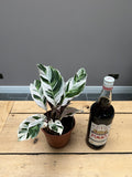 30cm Calathea white fusion