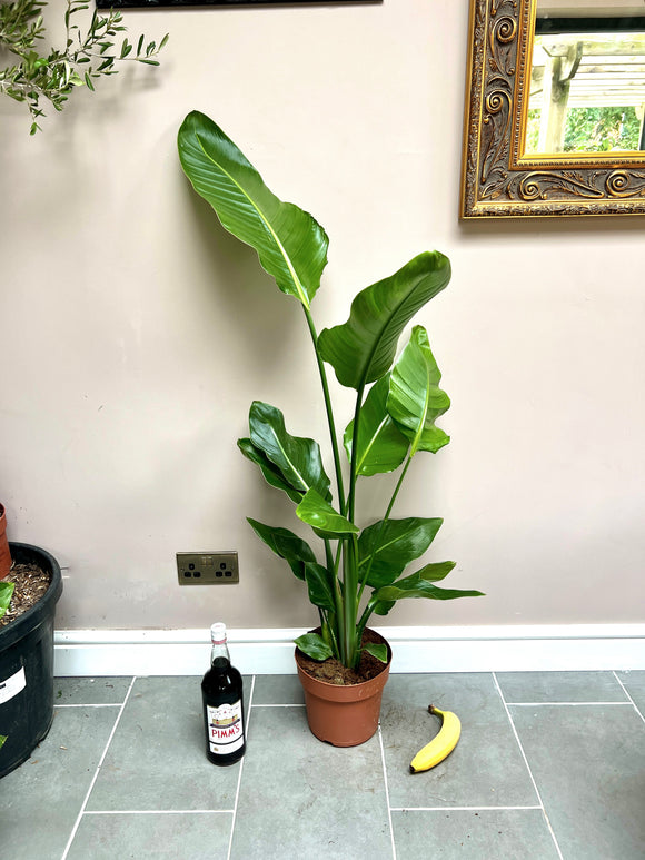 120cm Strelitzia Nicolai (Bird of Paradise)
