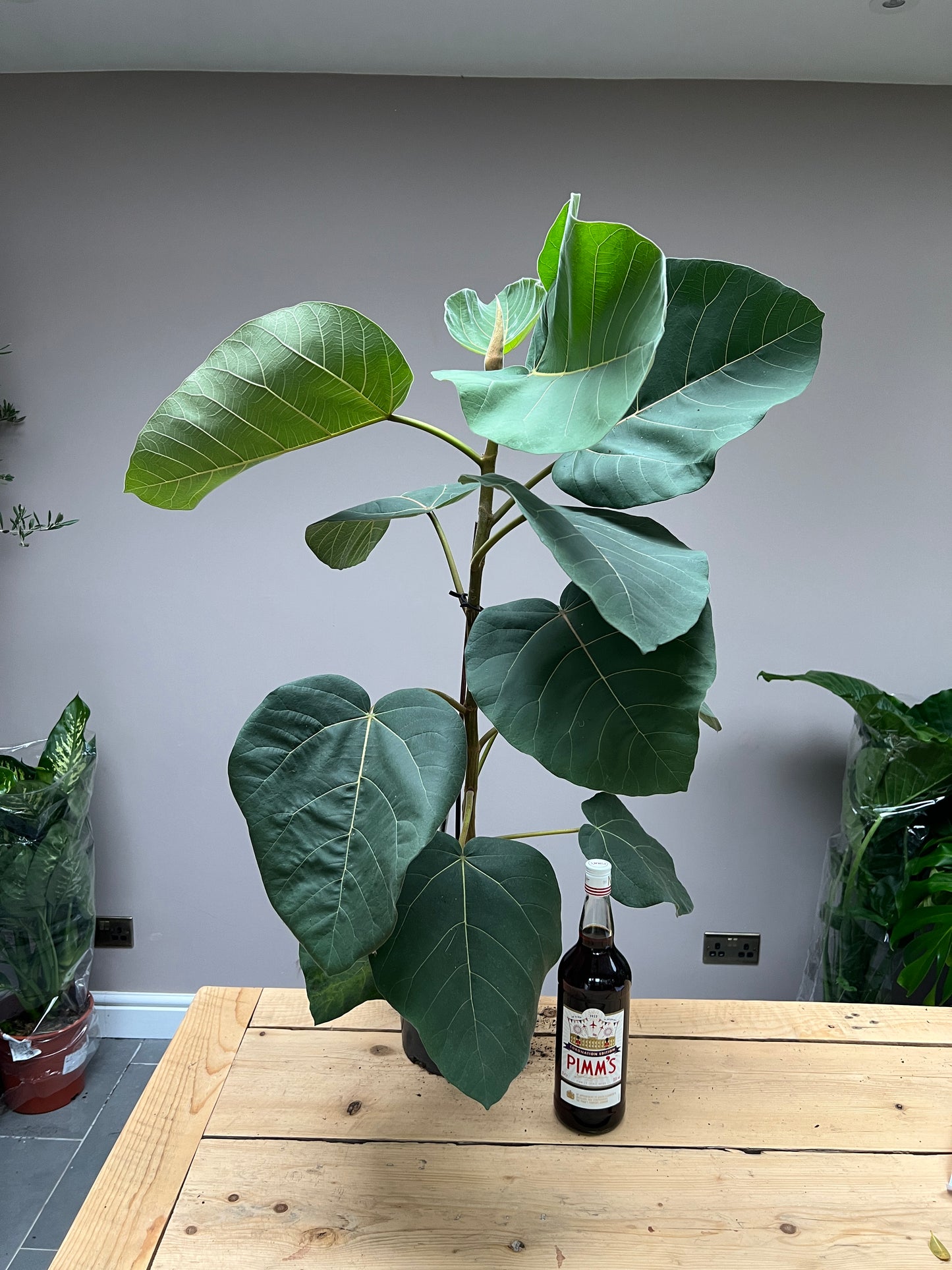 100cm Ficus auriculata Everest