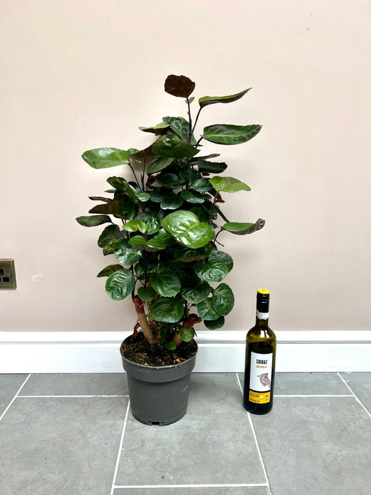 70cm Polyscias Fabian