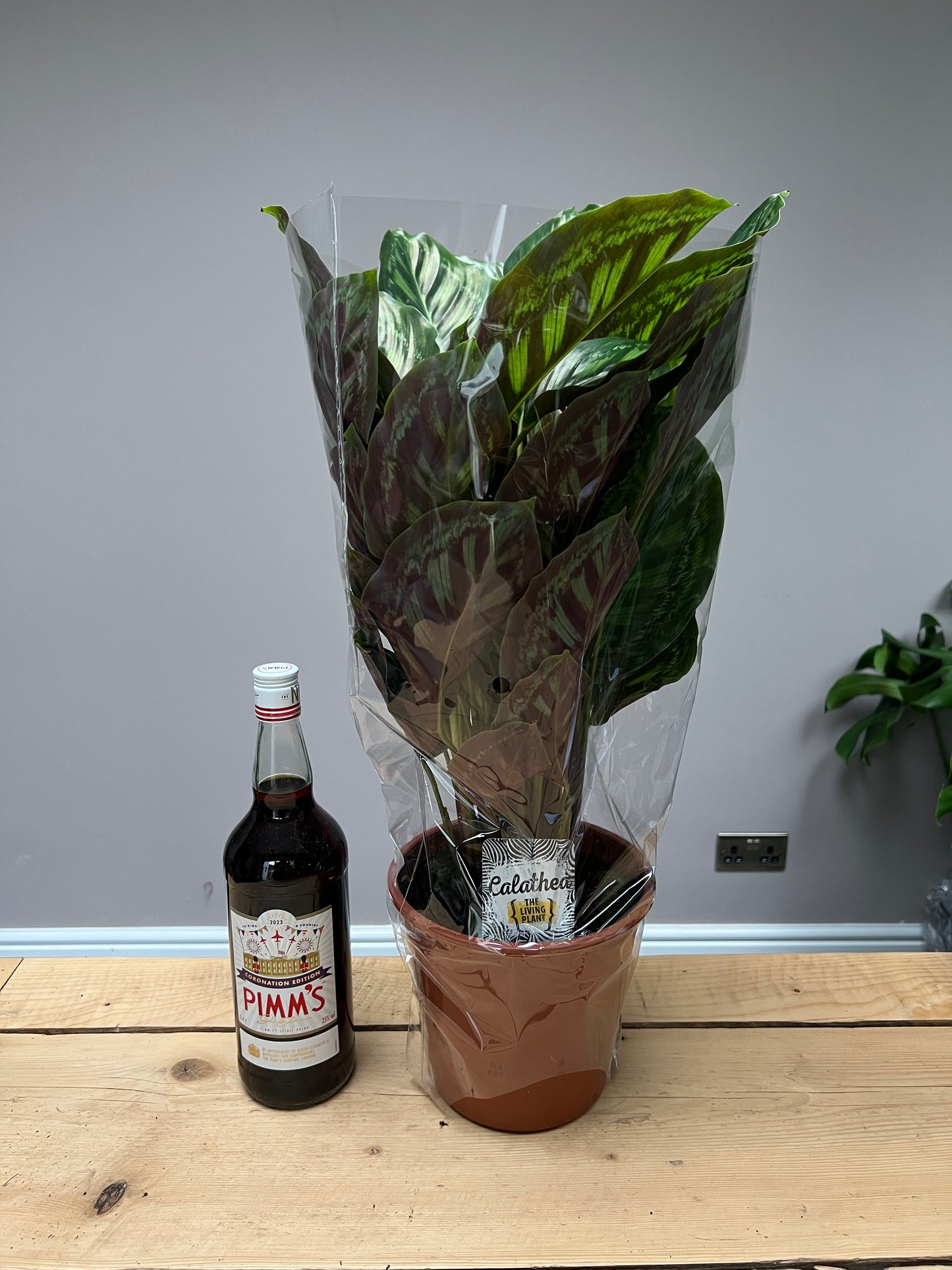 65cm Calathea flame star