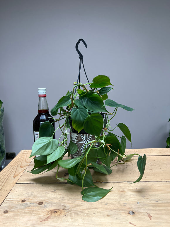 50cm Hanging Philodendron Scandens