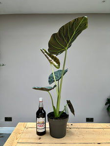 90cm Alocasia Regal Shields