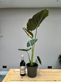 90cm Alocasia Regal Shields