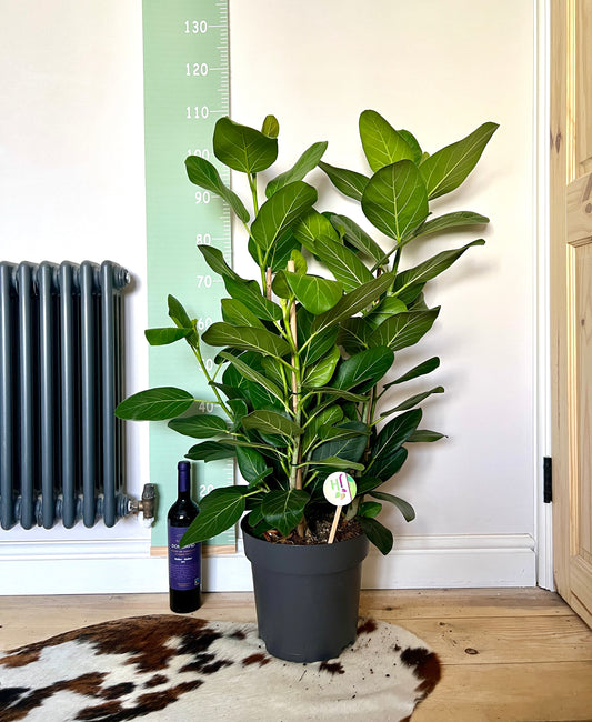 110cm Ficus Audrey Triple Stem