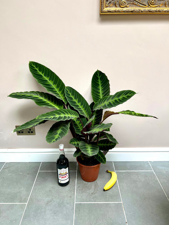80cm Calathea Warscewiczii