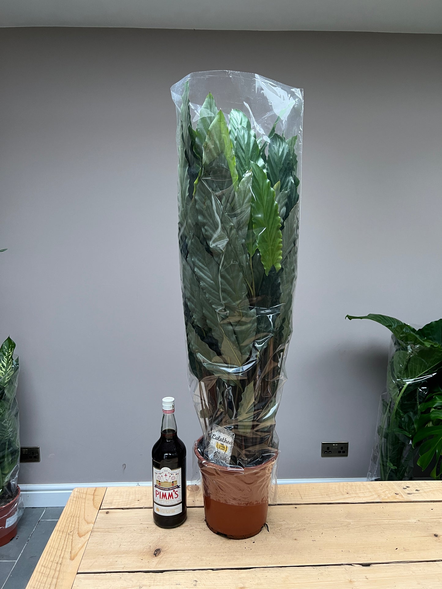 110cm Calathea Rufibarba