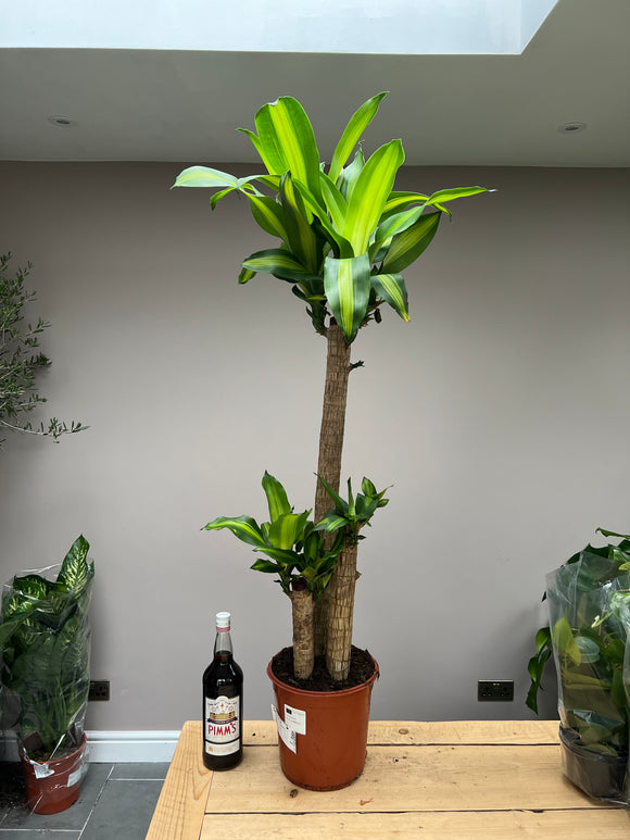 135cm Dracena Massangeana - Dragon Tree