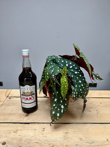 30cm Begonia Maculata