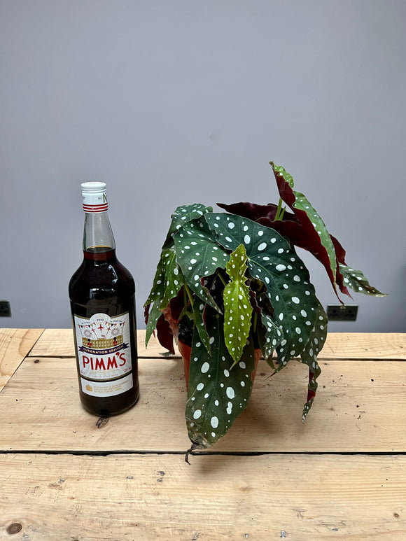 30cm Begonia Maculata