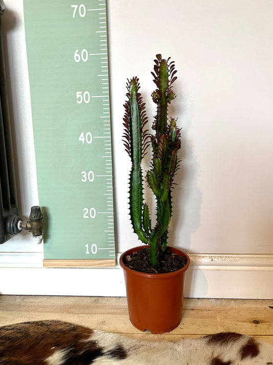 50cm Euphorbia Trigona Cactus