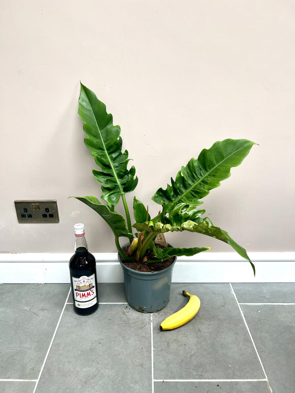 70cm Philodendron Narrow Escape