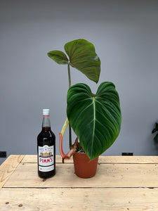 60cm Philodendron Gloriosum