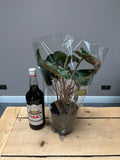 40cm Philodendron Verrucosum Incensi