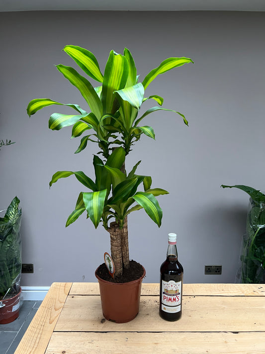 100cm Dracena Massangeana