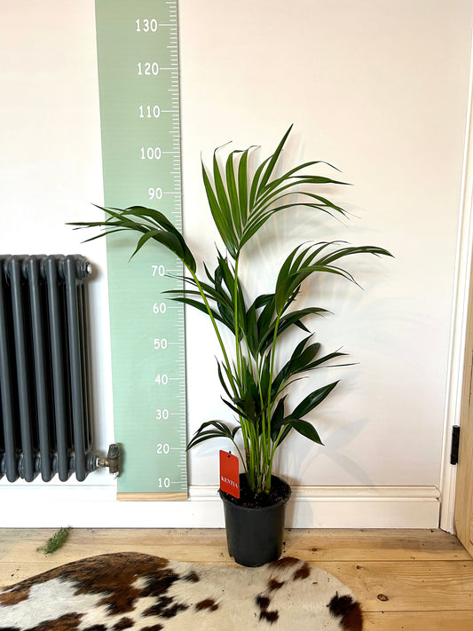 110cm Howea Forsteriana (Kentia Palm)