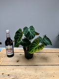 40cm Philodendron Verrucosum Incensi