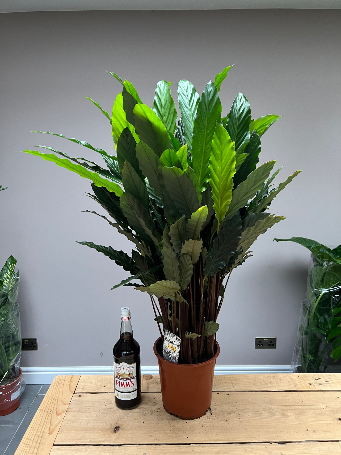 110cm Calathea Rufibarba