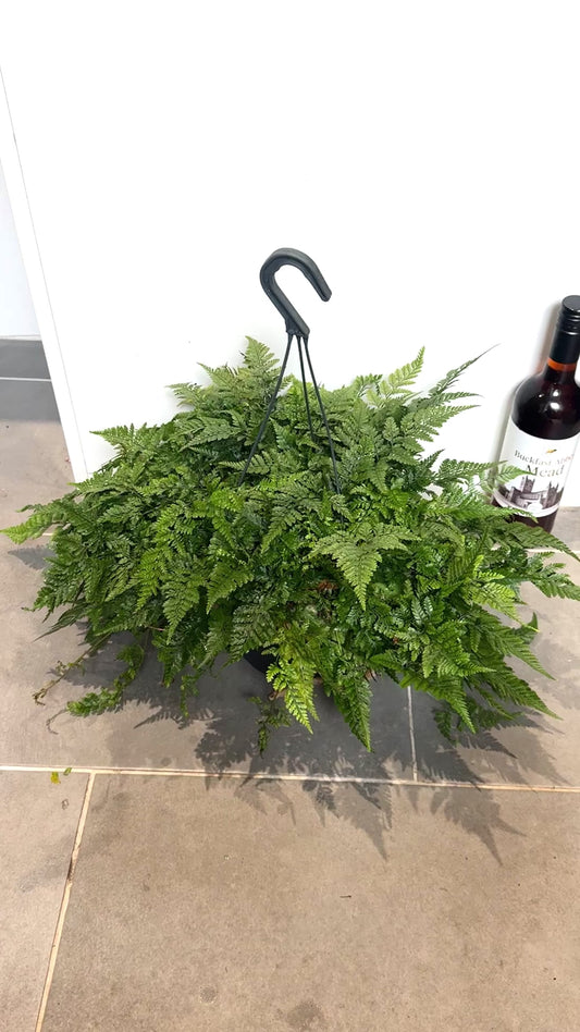 50cm Humata Tyermannii (White Rabbit Foot Fern)