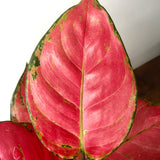 Pink Star Plant (Aglaonema pink star)
