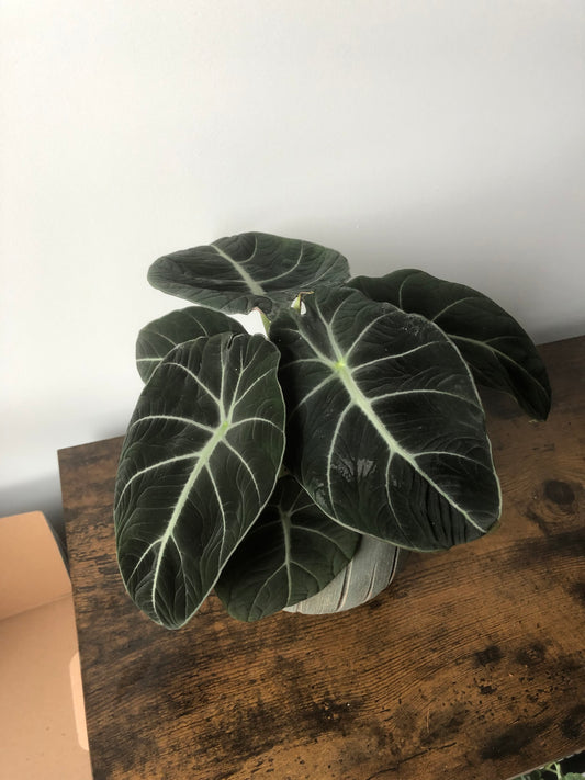 Black Velvet Plant (Alocasia black velvet)