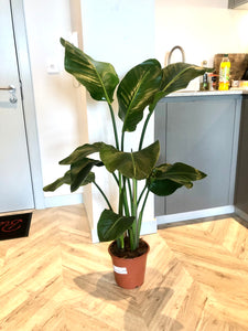 120 cm Strelitzia nicolai (Bird of Paradise Plant)