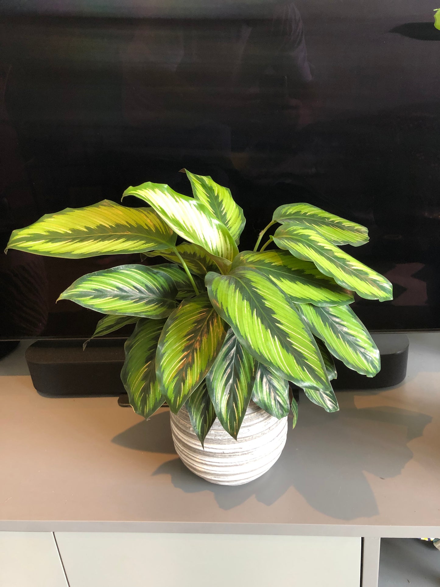 Pinstripe Plant (Calathea pinstripe)