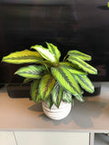 Pinstripe Plant (Calathea pinstripe)