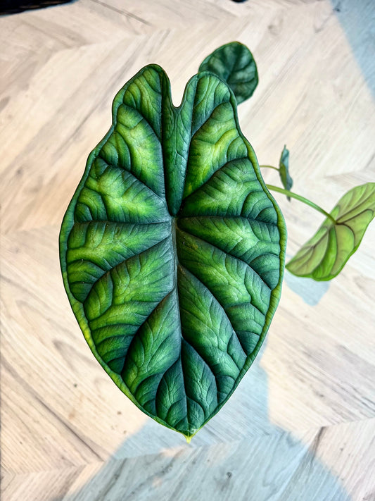 Dragon Scale Plant (Alocasia dragon scale)