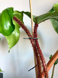 Spiny Ruby Plant (Philodendron squamiferum)