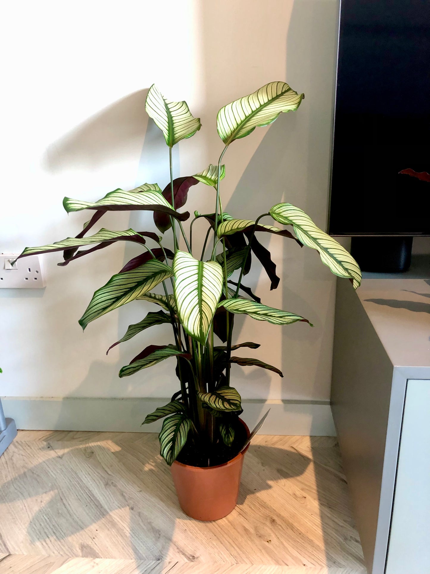 White Star Plant (Calathea white star)