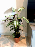 White Star Plant (Calathea white star)