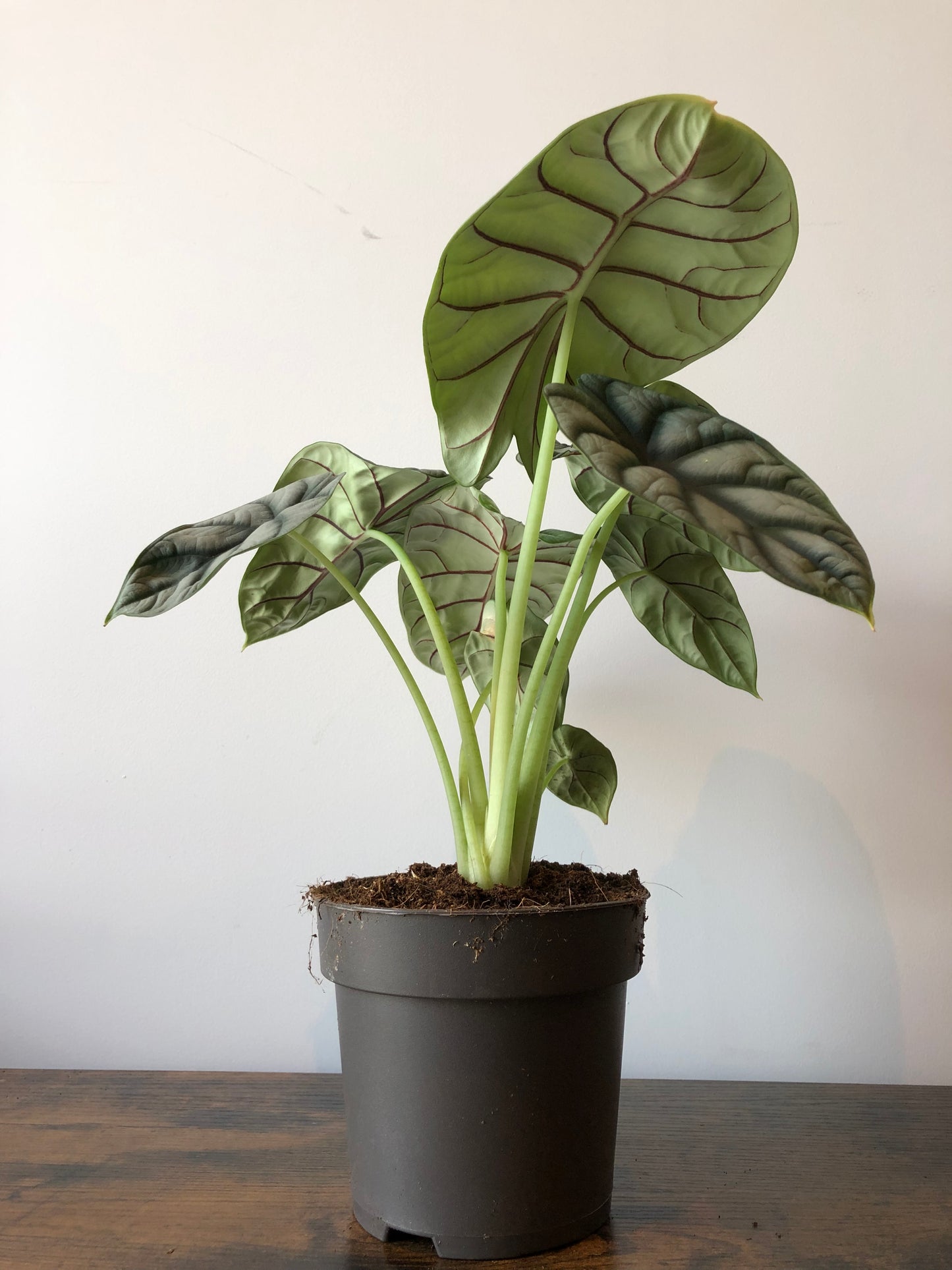 Silver Dragon Plant (Alocasia silver dragon)