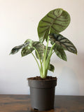 Silver Dragon Plant (Alocasia silver dragon)