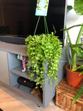 String of Nickels Hanging Plant (Dischidia nummularia)