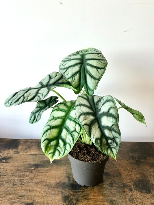 Silver Dragon Plant (Alocasia silver dragon)