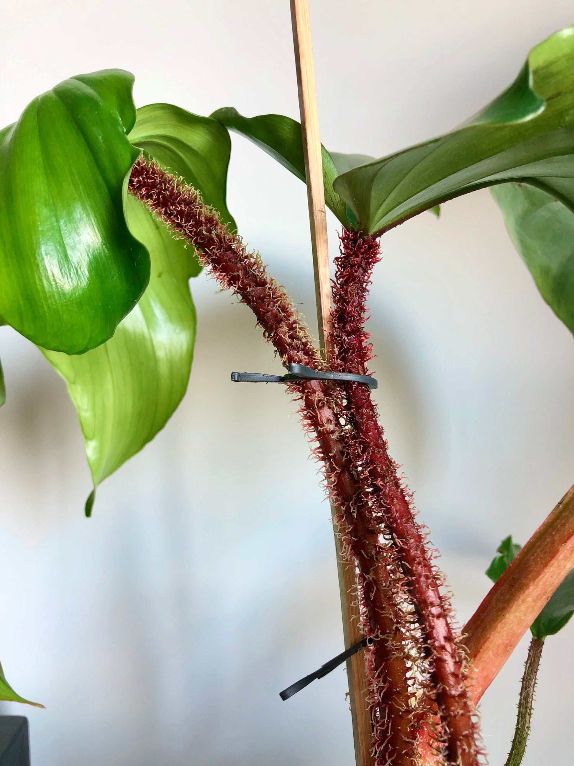 spiky philodendron Buy Red Spiny Plant (Philodendron squamiferum)