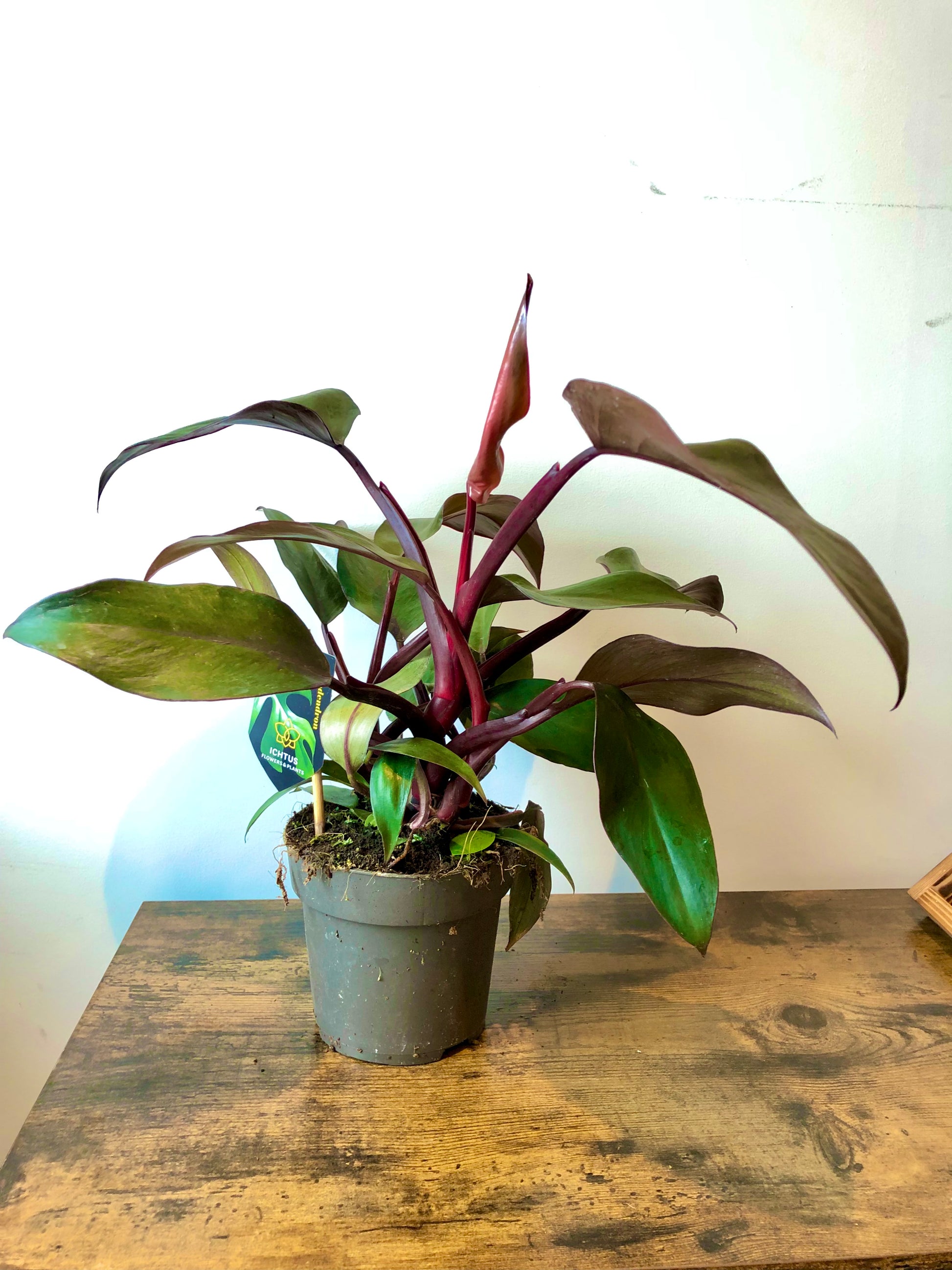 buy philodendron uk Buy Red Emerald Plant (Philodendron Red Emerald)