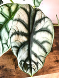 Silver Dragon Plant (Alocasia silver dragon)