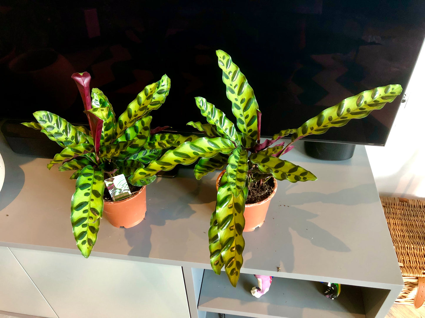 Rattlesnake Plant (Calathea lancifolia)