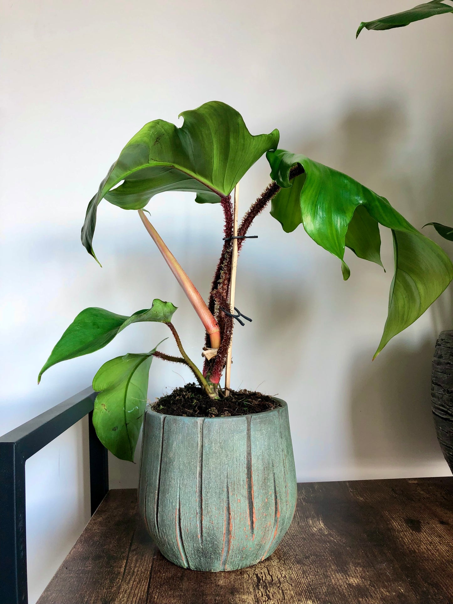 Spiny Ruby Plant (Philodendron squamiferum)