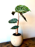 Pink Dragon Plant (Alocasia pink dragon)