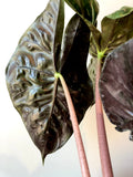 Pink Dragon Plant (Alocasia pink dragon)